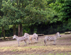 Zebras-2.jpg